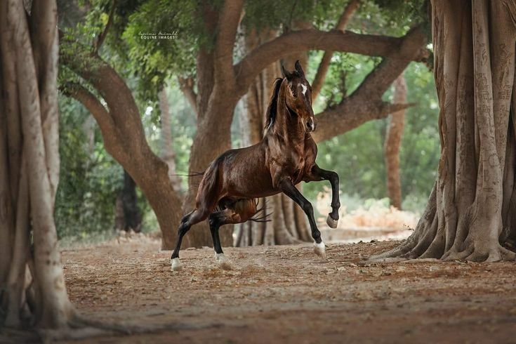 <span style="font-weight: bold;">Photoshootings</span> 